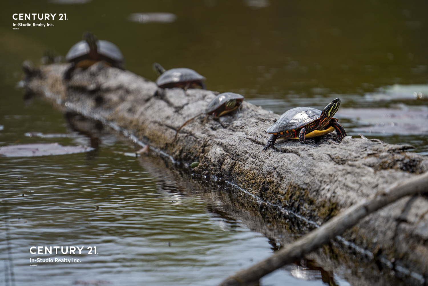 Grey Bruce Wild Life - Turtles on a log