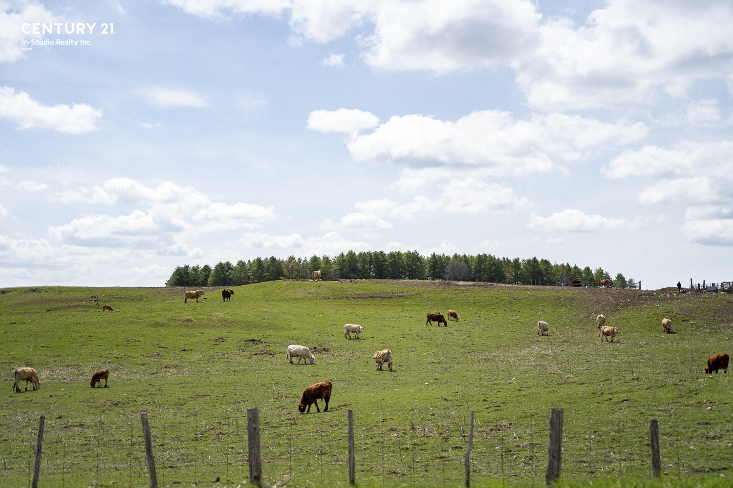 Grey County Cattle Farm