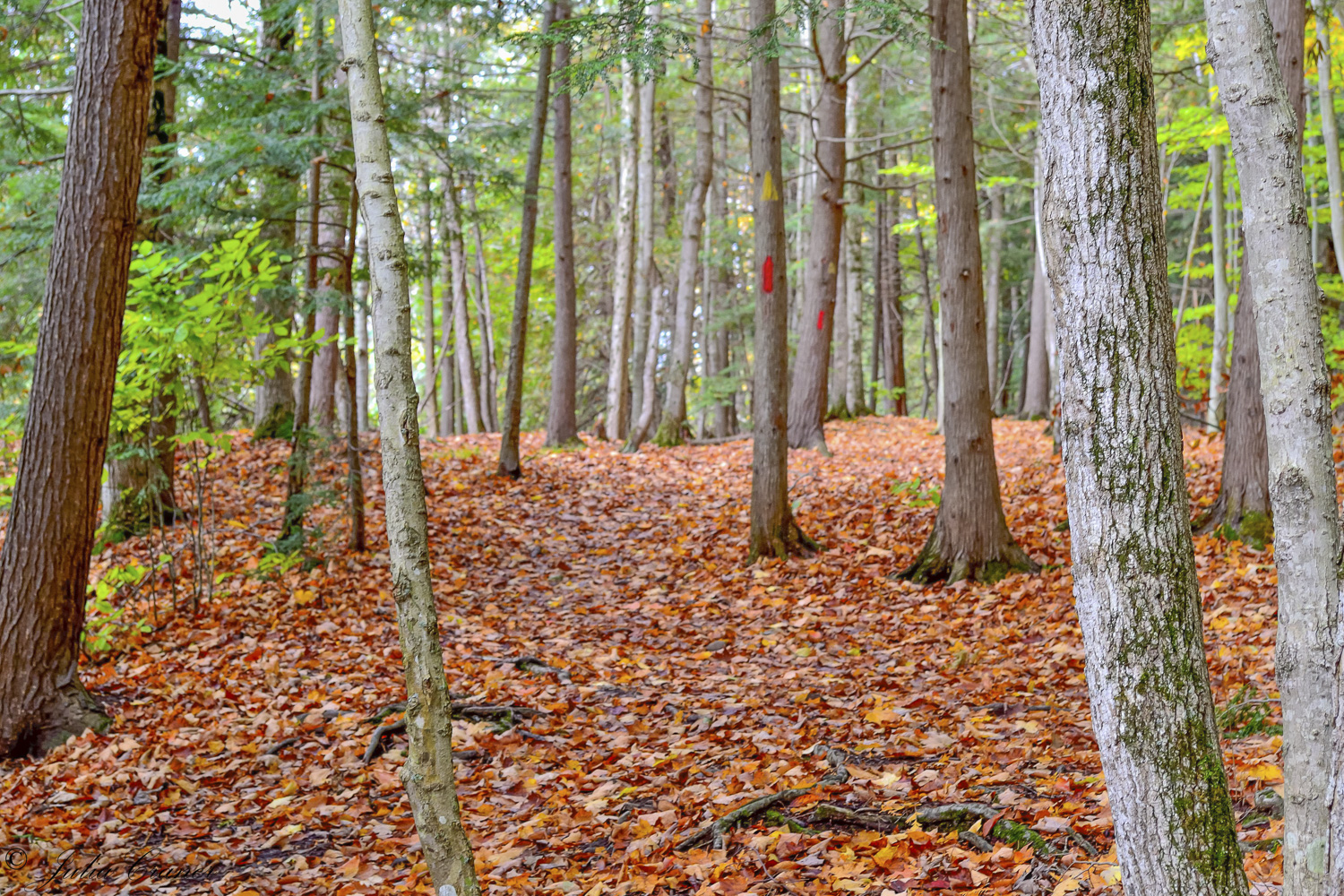 Fall in Indian Falls forest, Georgian Bluffs Real Estate