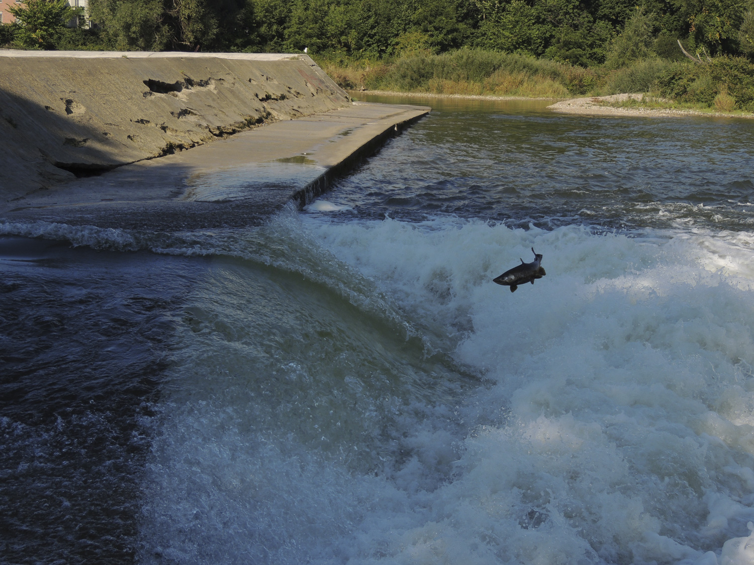 Salmon Jumping Walkerton Dam, Walkerton Real Estate, Brockton Real Estate