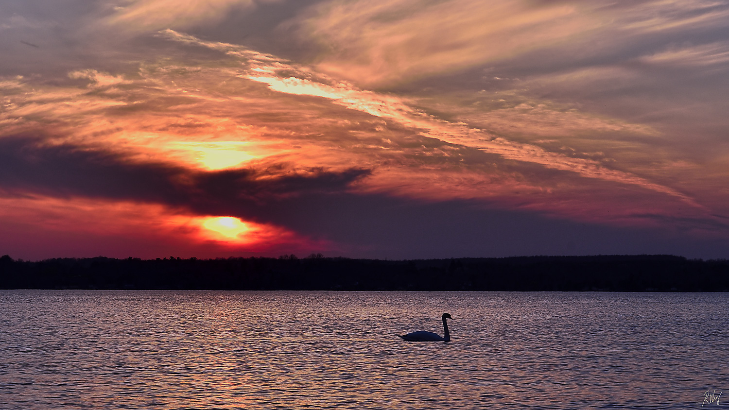 Swan Sunset, Owen Sound Real Estate - Rob Wray