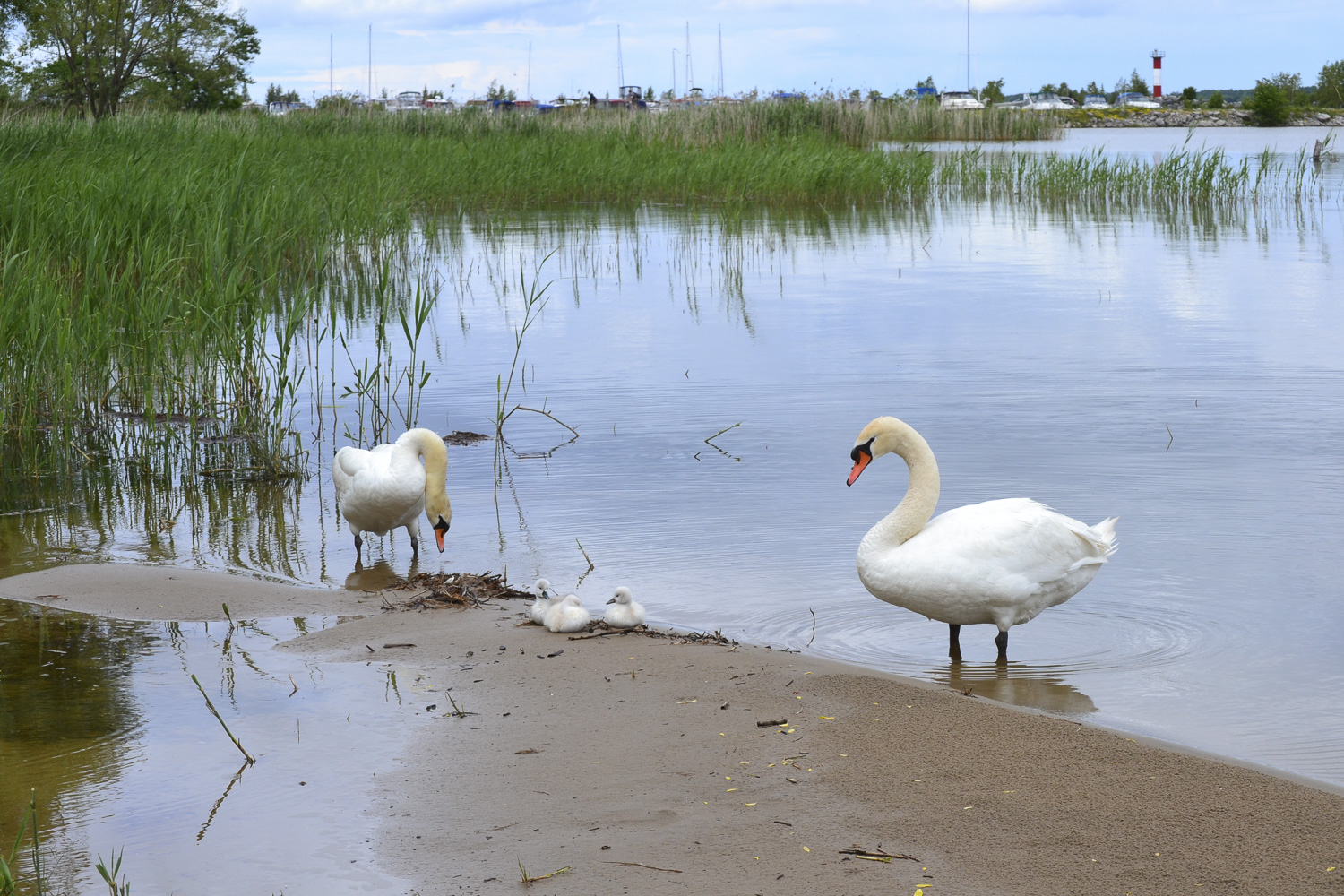 Owen Sound Real Estate, Swans at Kelso Beach 2 Owen Sound - Mary Blair