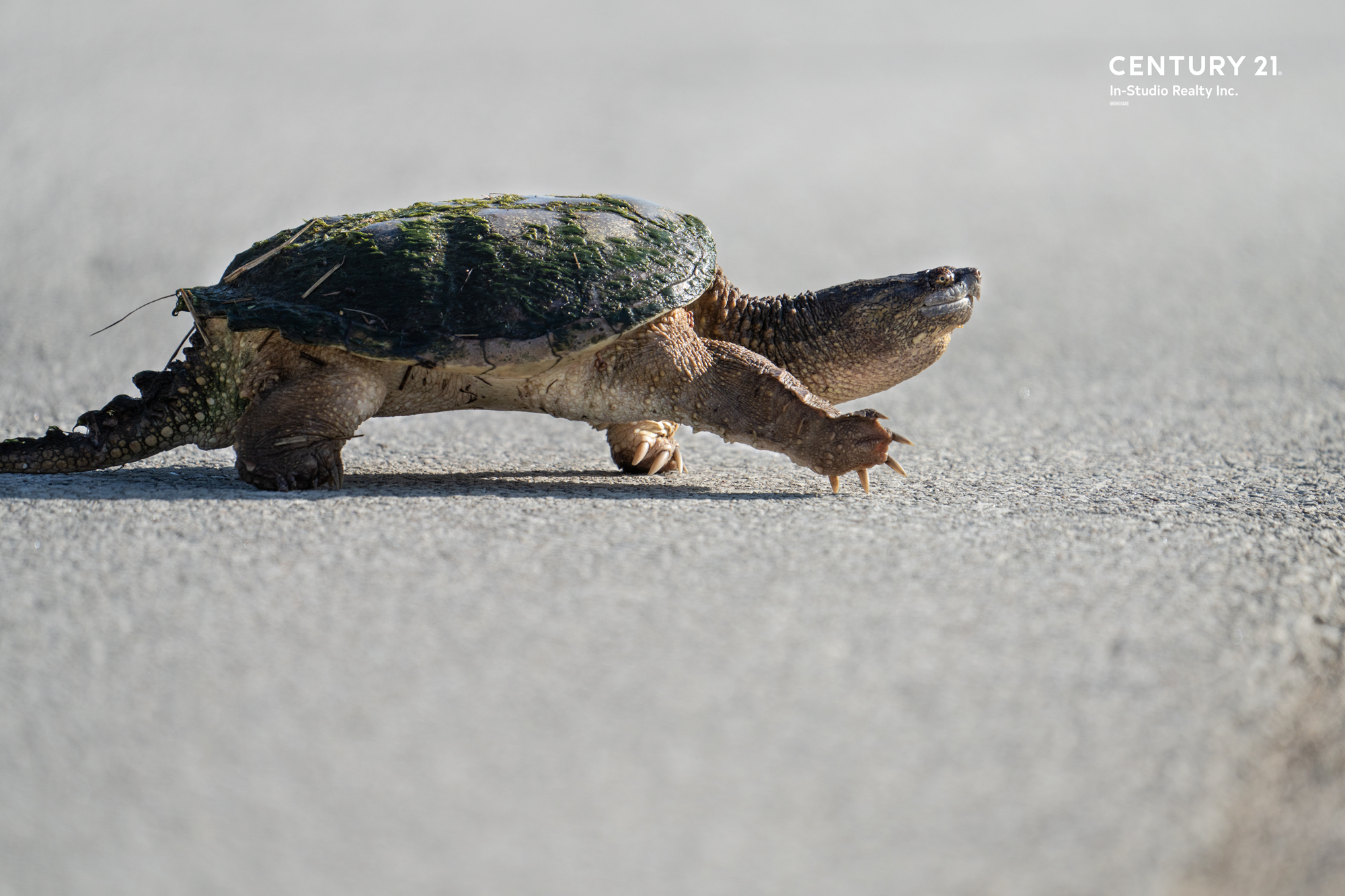 Chatsworth Real Estate, Turtle-Crossing