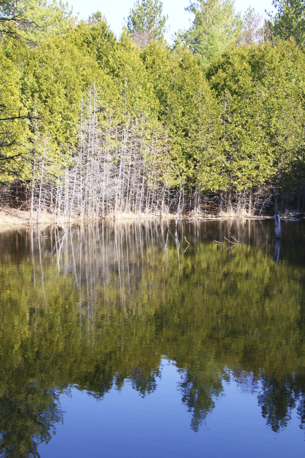 River Scene near Williamsford, Ontario, Williamsford Real Estate, Chatsworth Real Estate