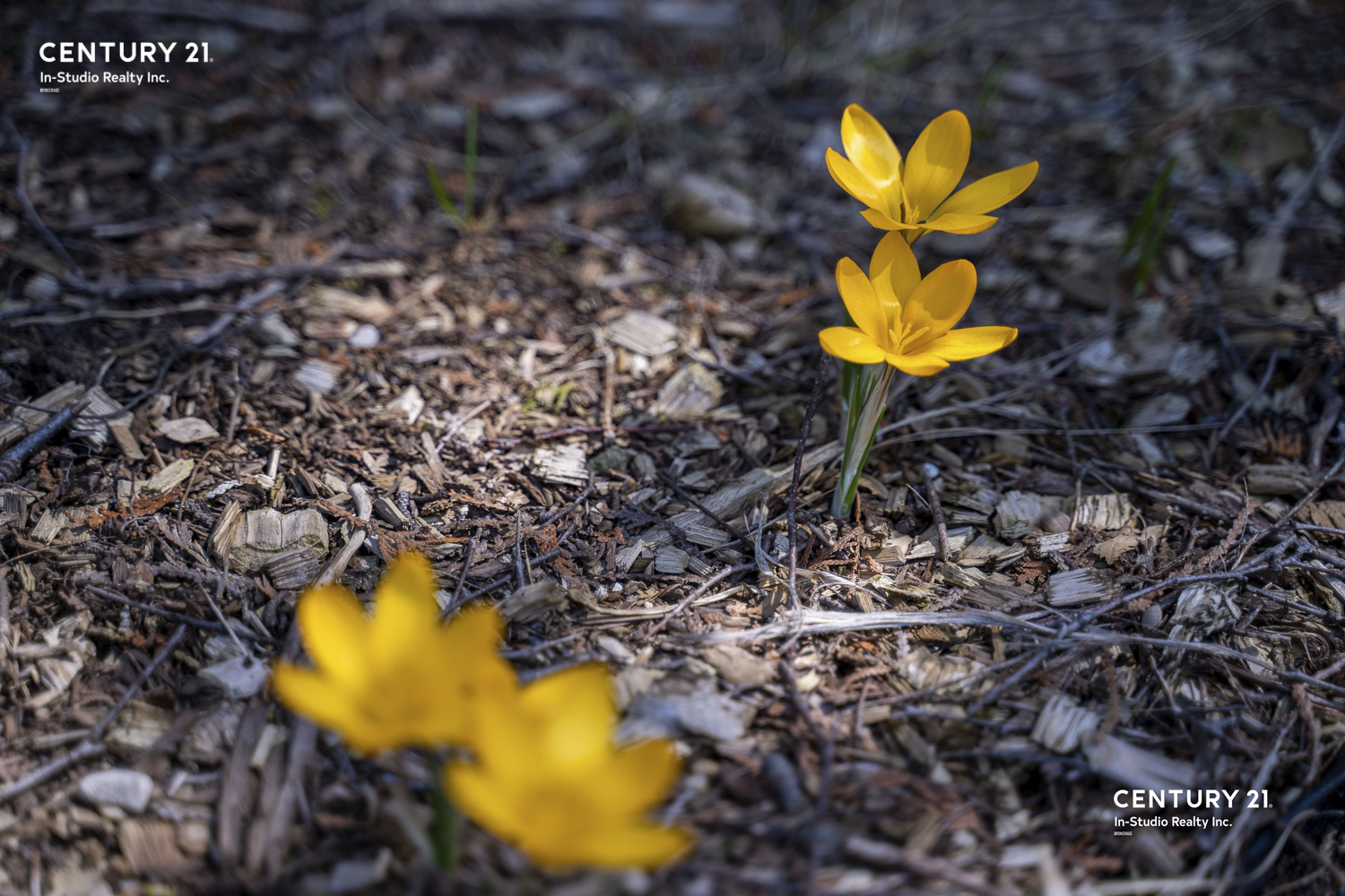 South Bruce Peninsula - Spring Flowers
