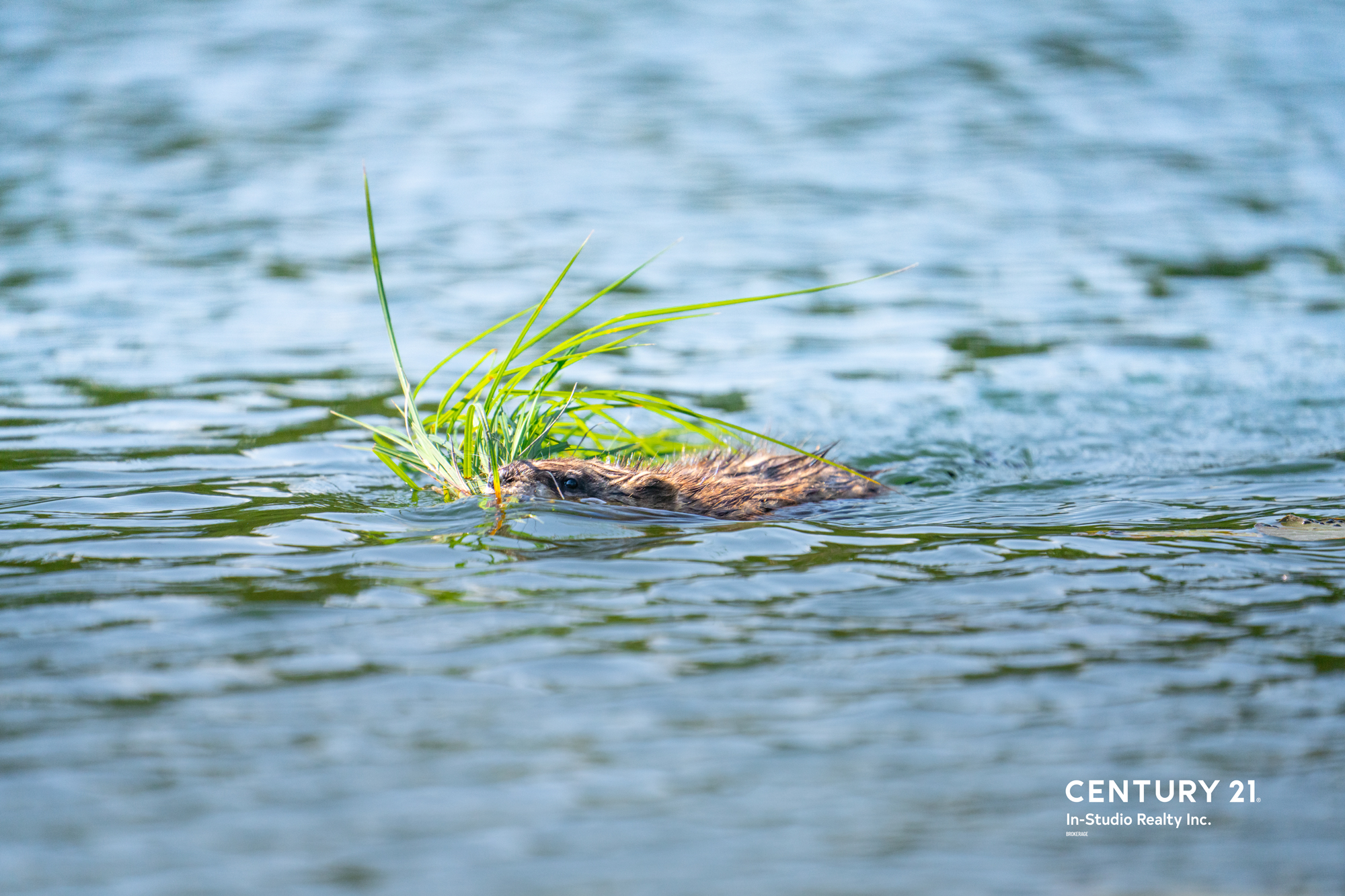 Muskrat Grey Bruce