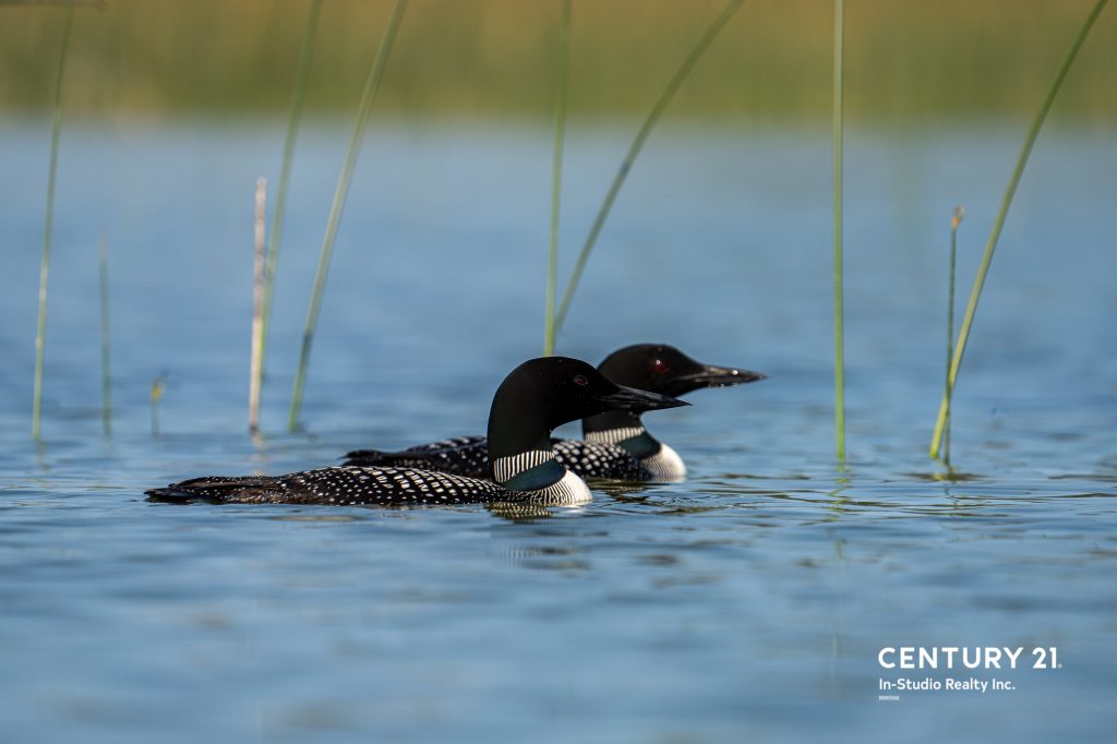 McNab Lake Loons