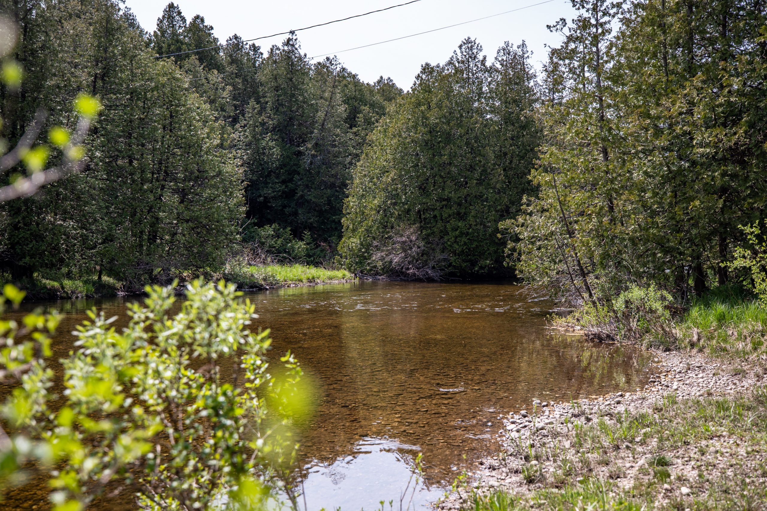 Elmwood Farms For Sale 33