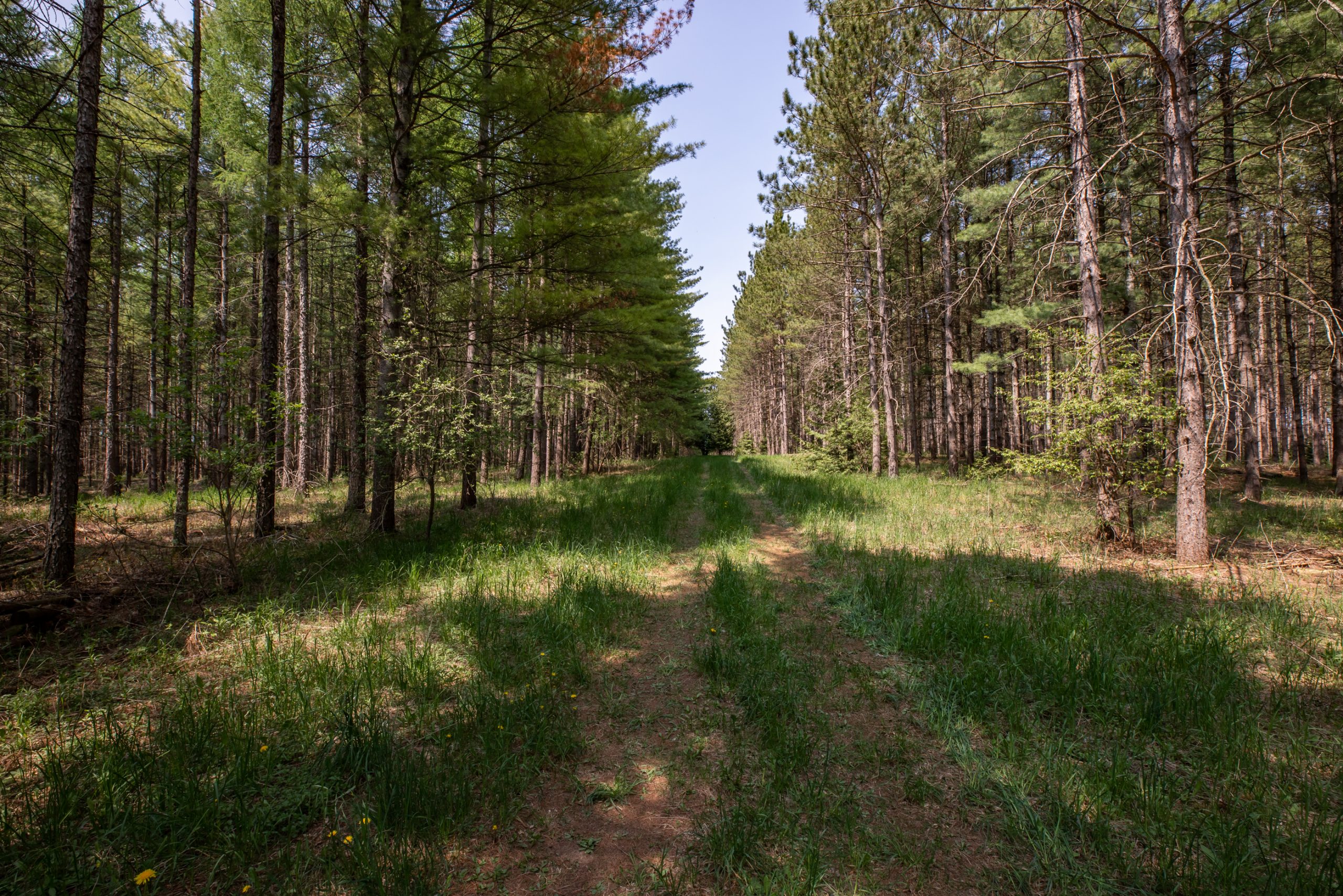 Elmwood Farms For Sale 49