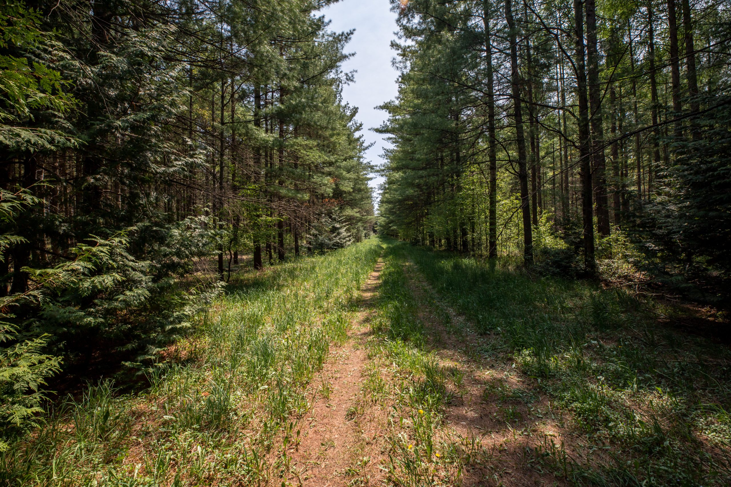 Elmwood Farms For Sale 50