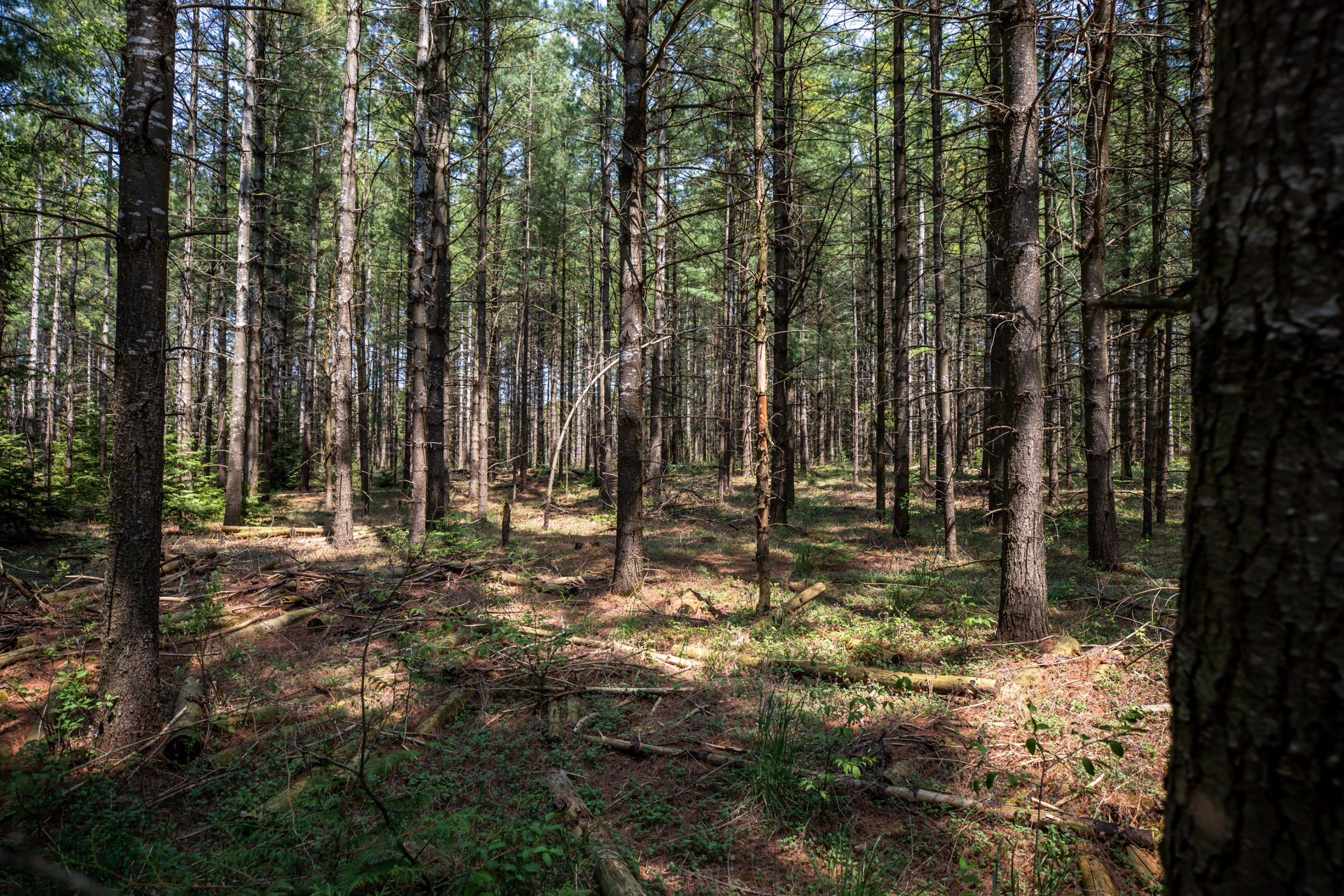 Elmwood Farms For Sale 51