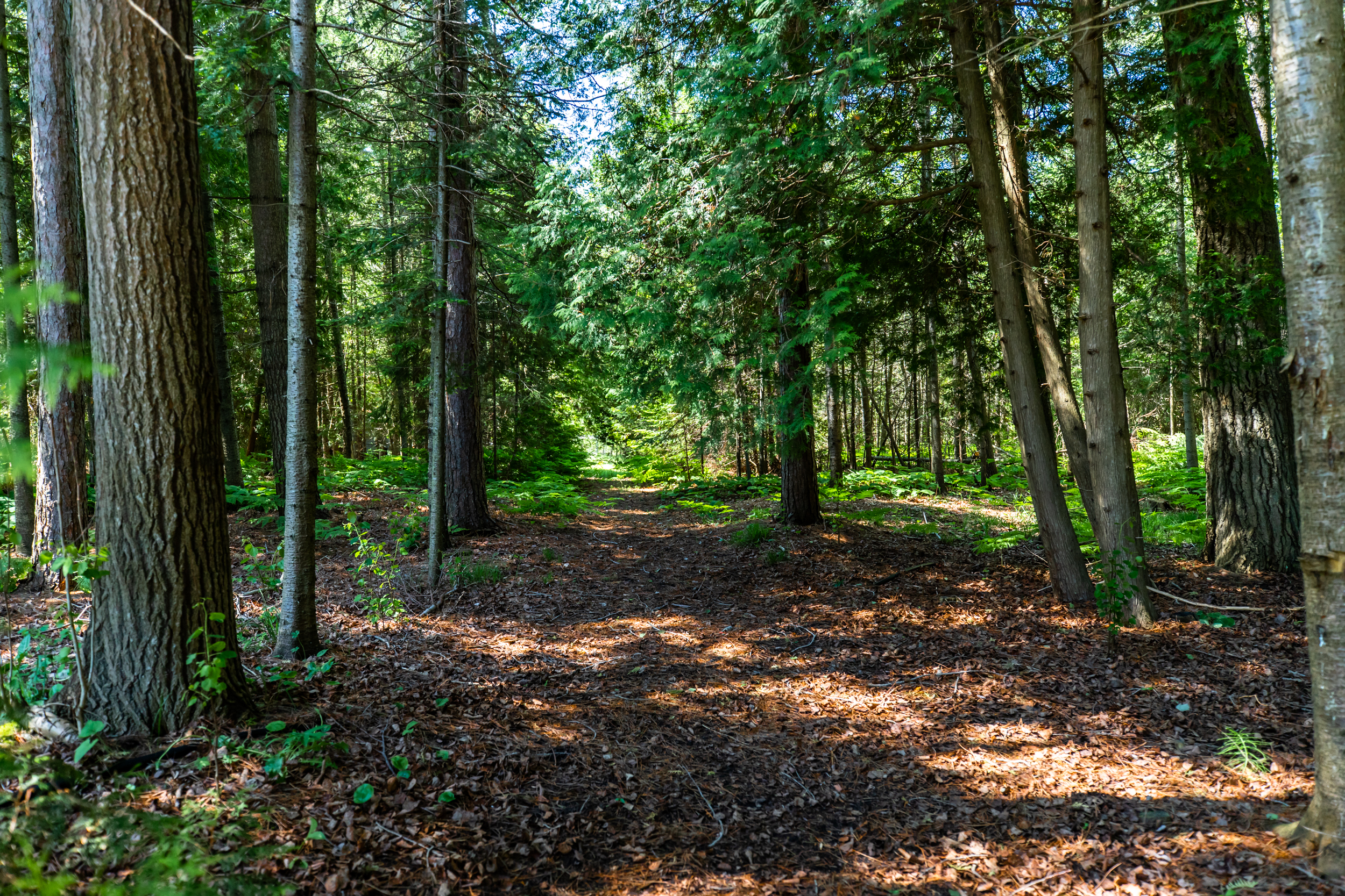 39 Sproule Street, Markdale, ON, Grey Highlands