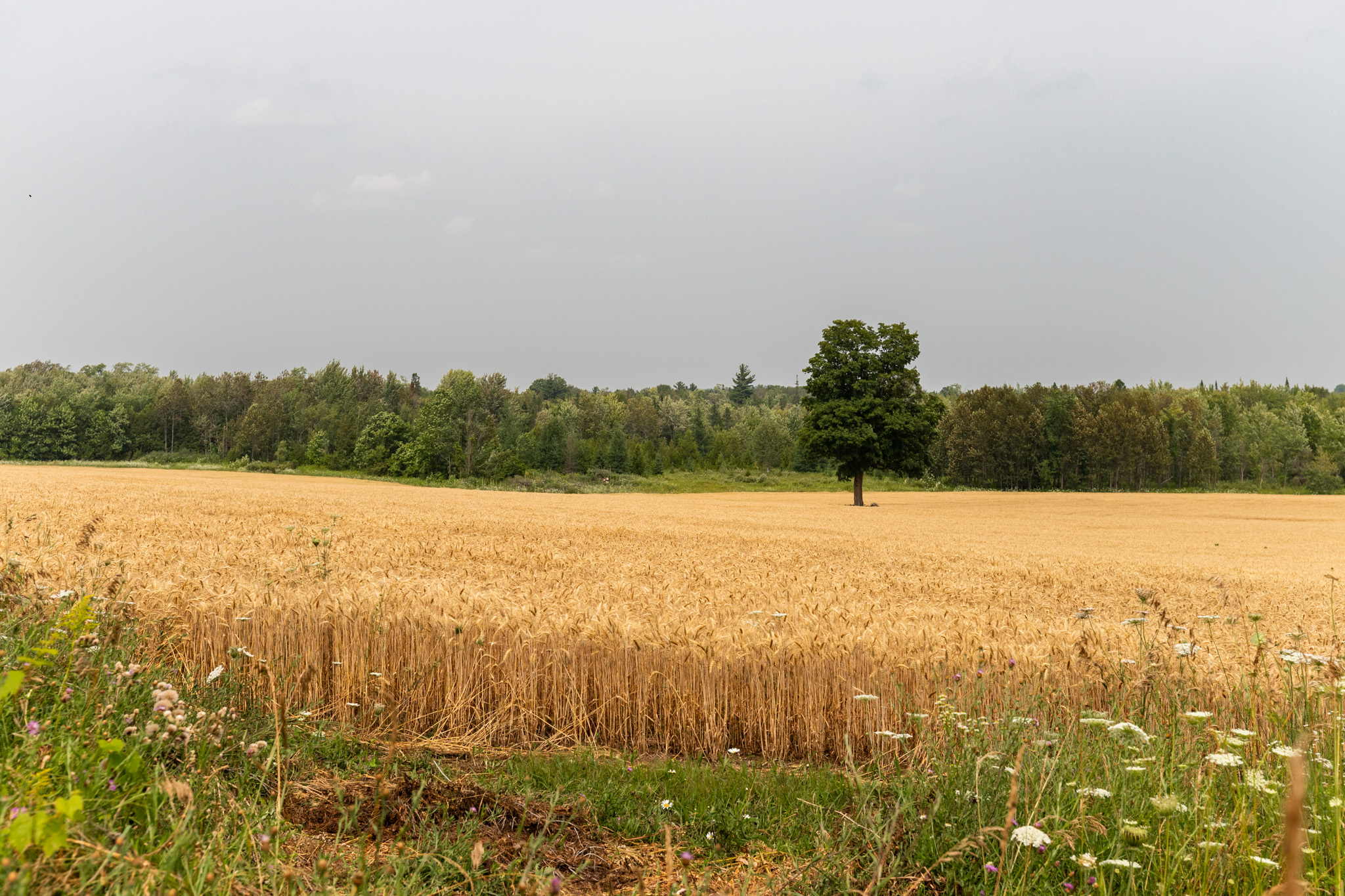 Elmood Farms For Sale