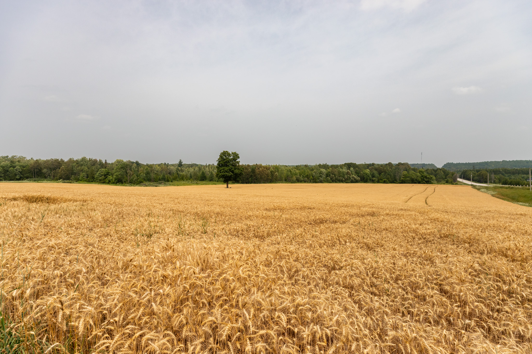 Elmood Farms For Sale