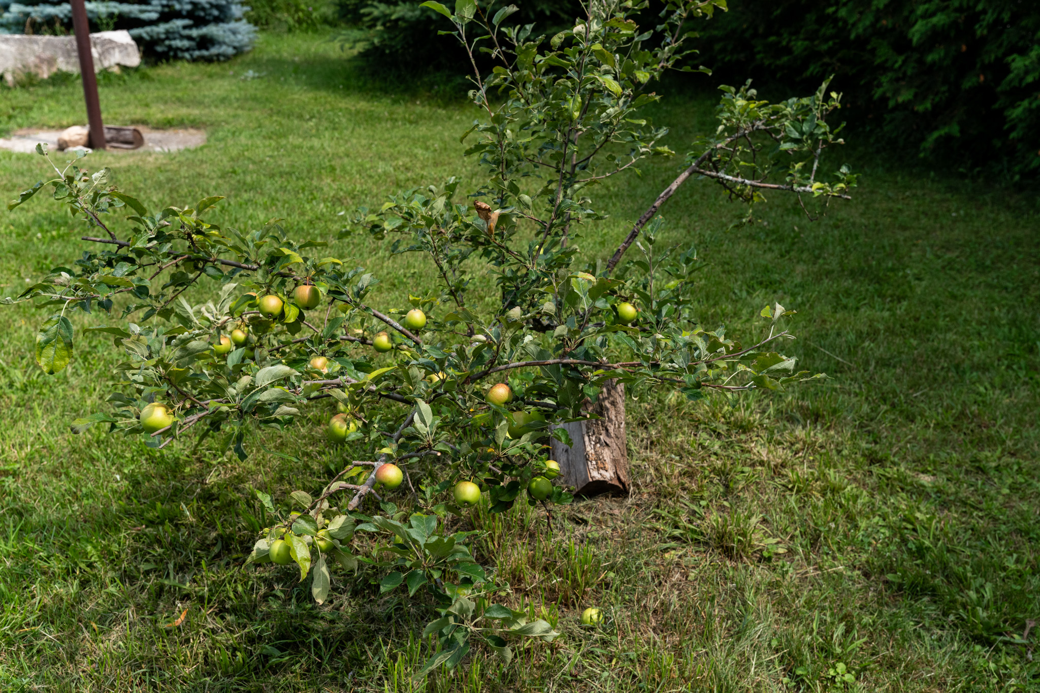 Elmood Farms For Sale